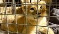 A lion cub was rescued from a luxury car on the Champs-Elysées in Paris