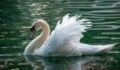 This swan has 'died of a broken heart' after her family was crushed to pieces