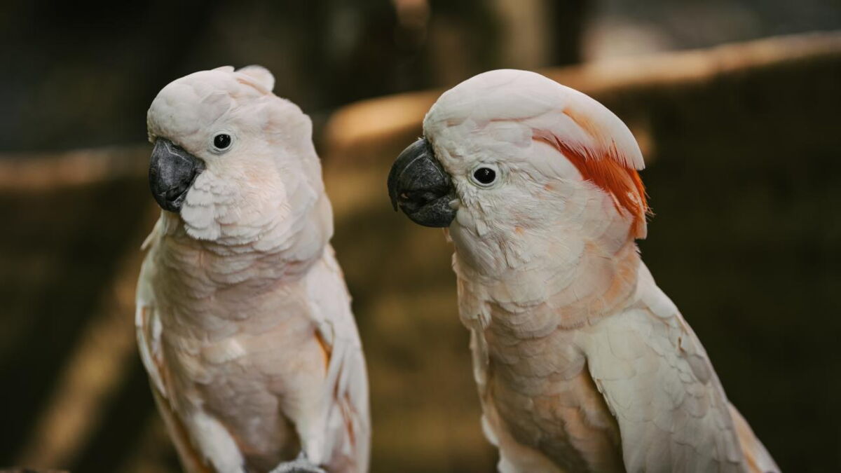 Australian cockatoos discover ways to open bin lids by observing others