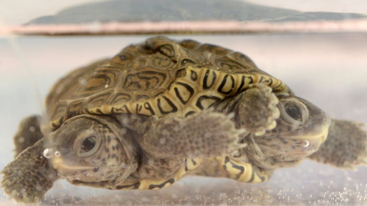 Meet Mary-Kate and Ashley, the two-headed turtle with six legs