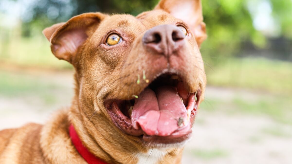 Dog attacks: Police kennels 'full' of American Bully XL dogs behind string  of maulings and deaths