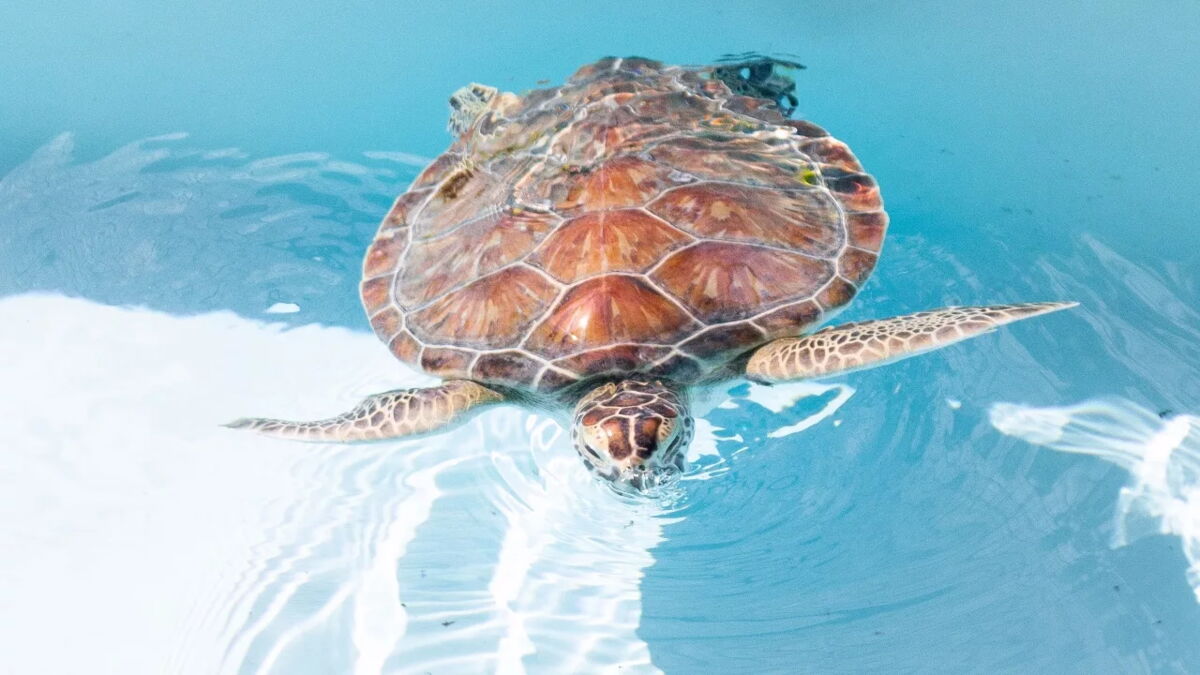 ‘Bleeding and barely breathing’: Endangered green turtles found dying ...