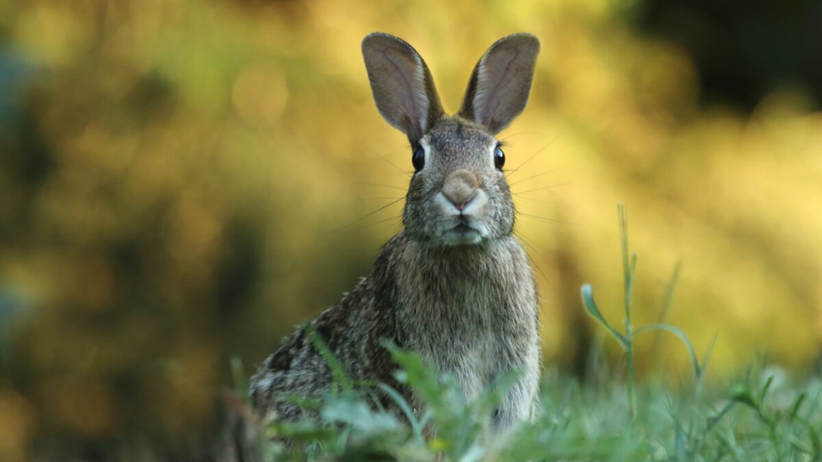 These giant pet rabbits that were 'bred to be eaten' were found in