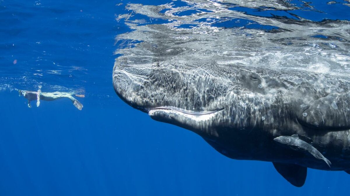 A giant whale devoured a man and then spat him back out