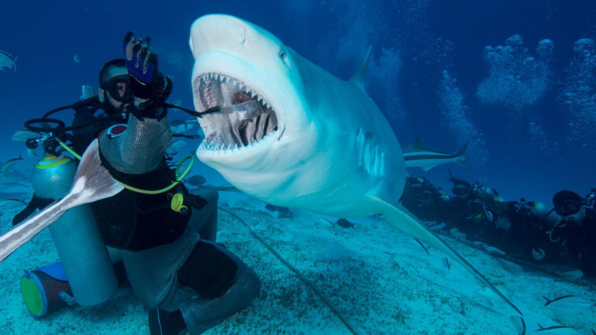 Shark attacks a 58yearold woman while on holiday in the Bahamas