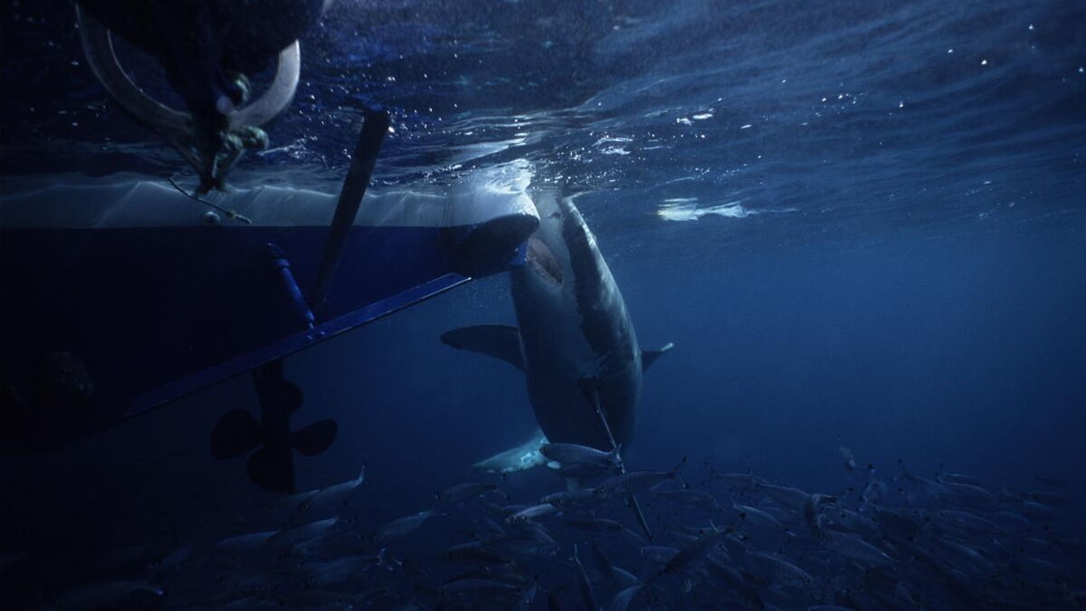 2metrelong shark jumps out of water and lands on boat, stunning the