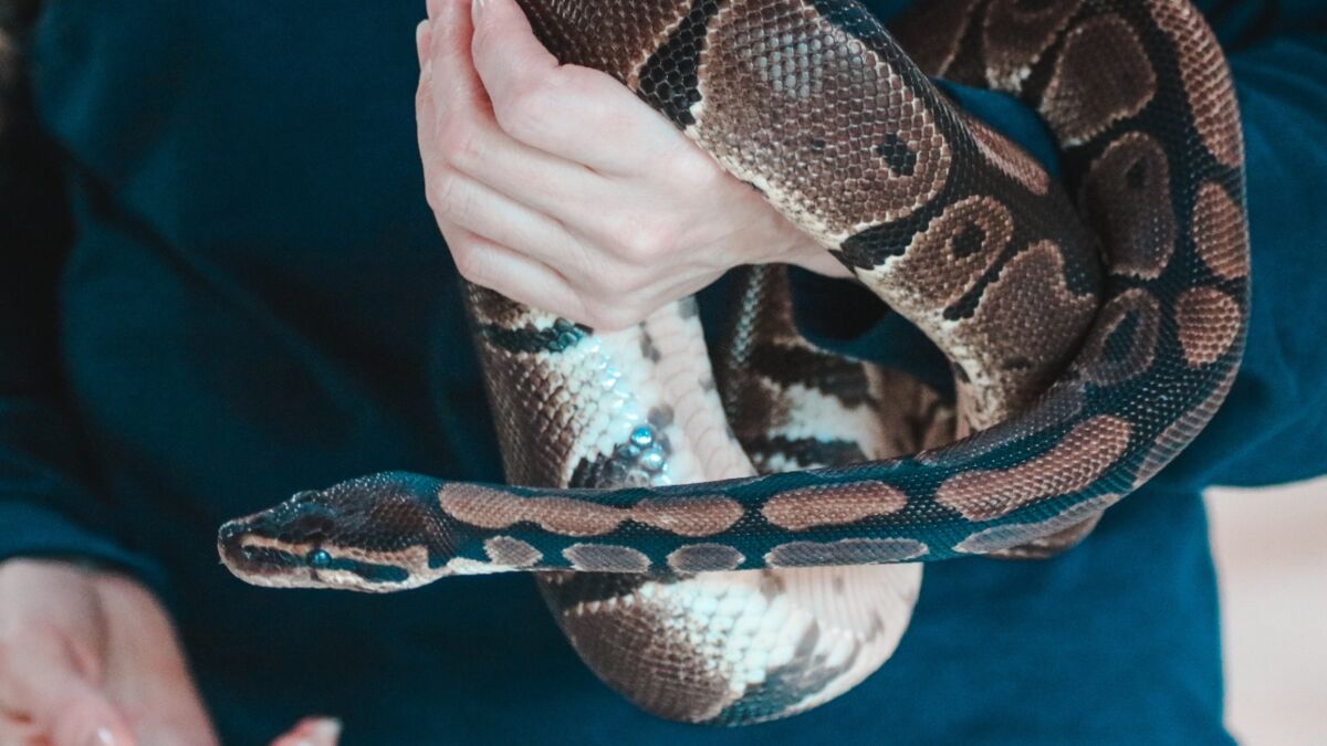 This Woman Slept With Her Pet Python Every Night Until Her Vet ...