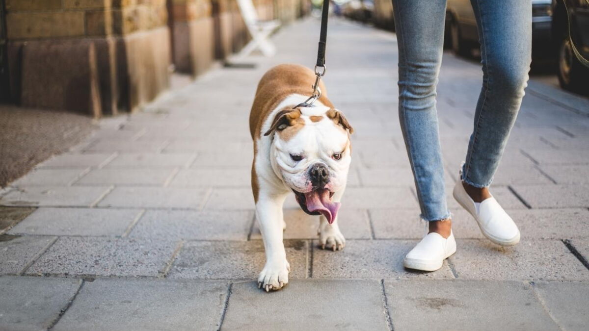 This is why you shouldn't walk your dog everyday