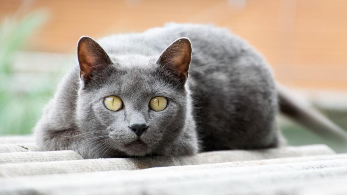 Here's why your cat brings you dead animals