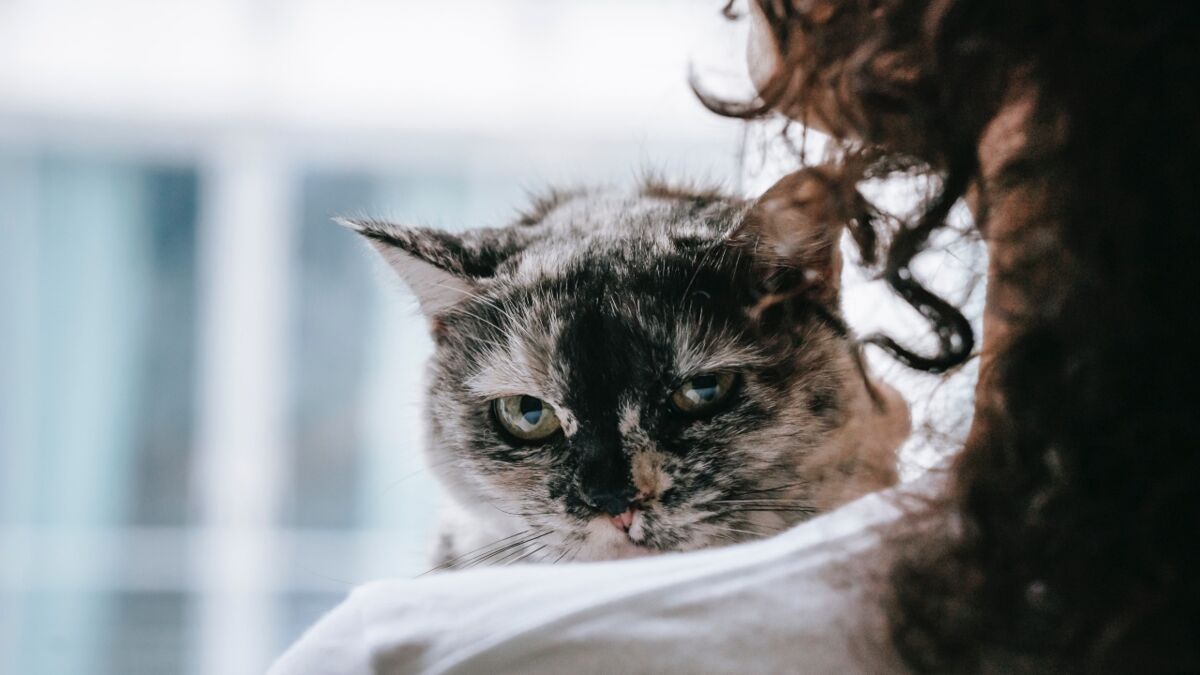 Does your cat chew your hair and eat it? Here's why