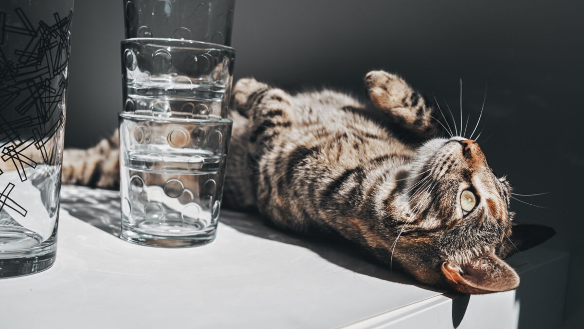 Why do cats knock things over? Here are 3 reasons