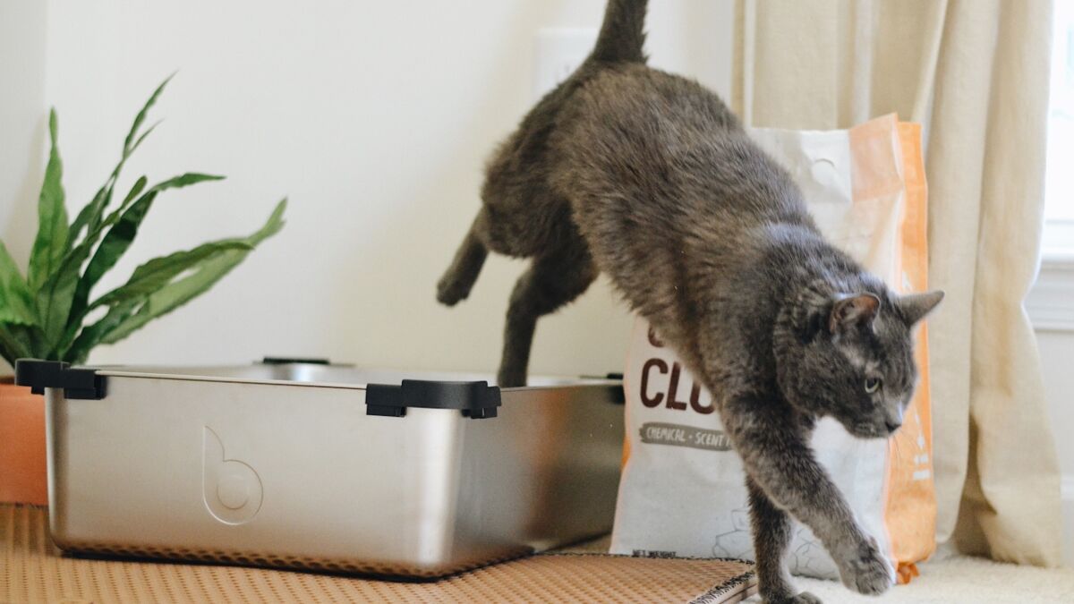 Cats litter box outlet stinks