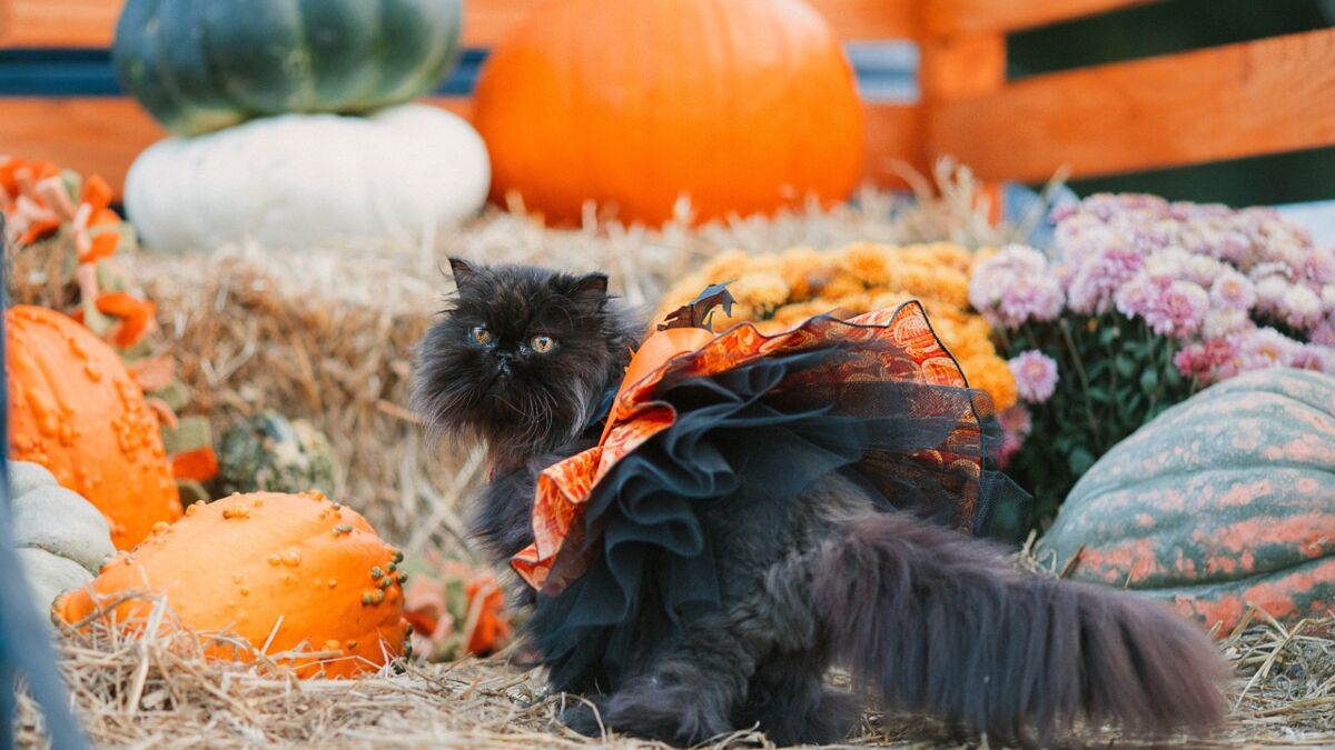 10 cutest cat Halloween costumes ever