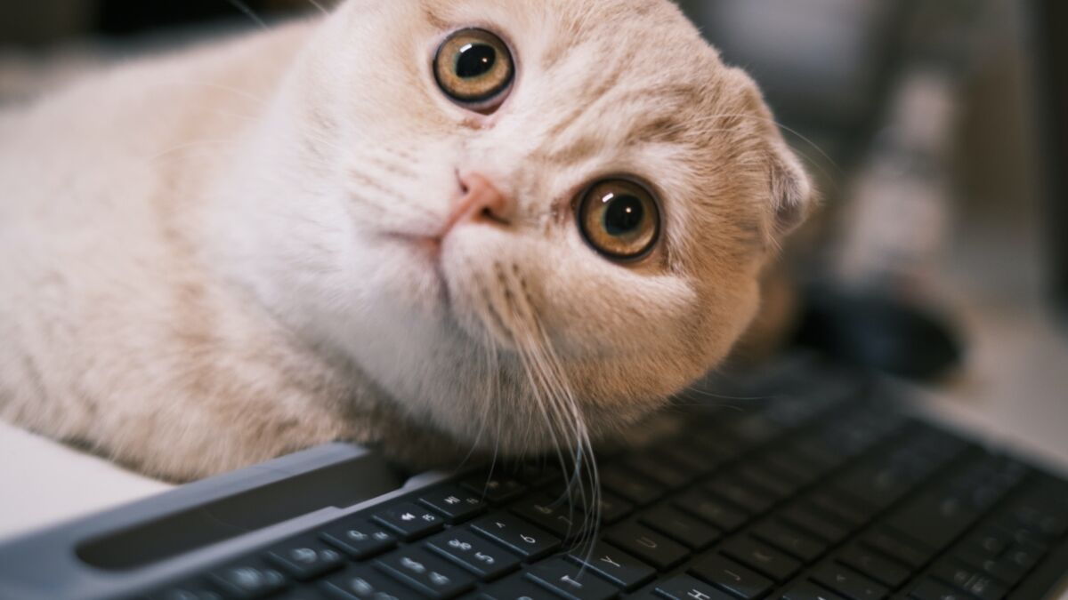 Does your cat like climbing on your keyboard? Here is why