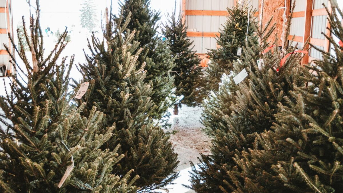Christmas The right time to buy your tree revealed by experts
