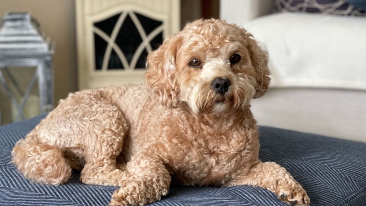 Heartmelting moment stolen dog is reunited with its owners after a