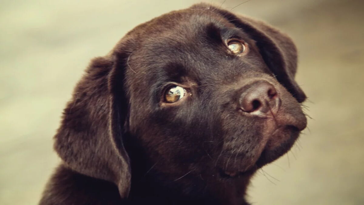 Rescuer’s heartbreak as ‘naive’ puppy waited for days for his cruel ...