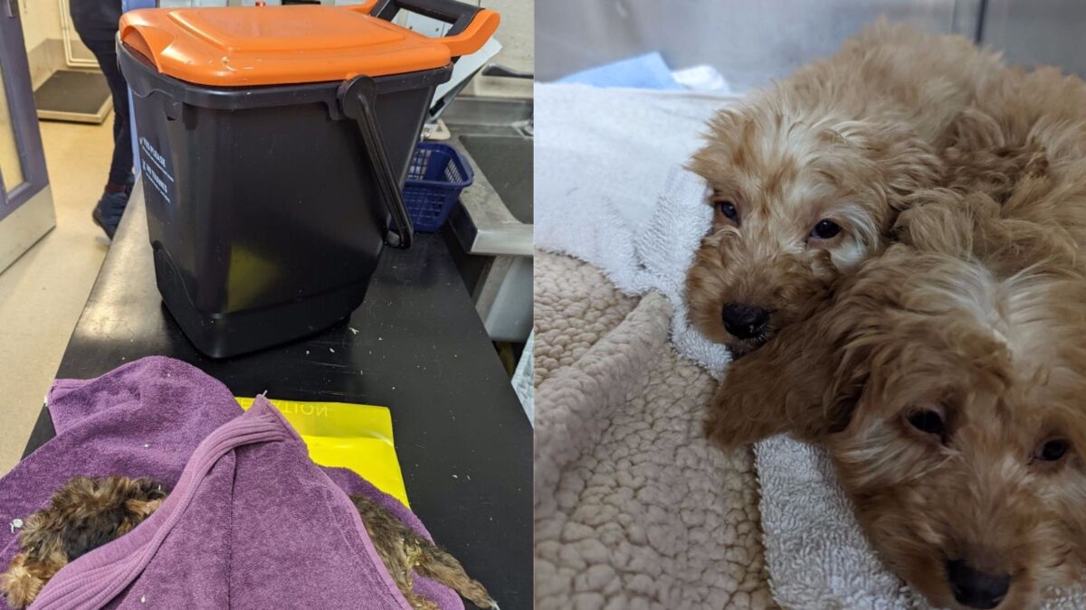 Heartbreak over tiny puppies who were dumped to die in the cruellest way