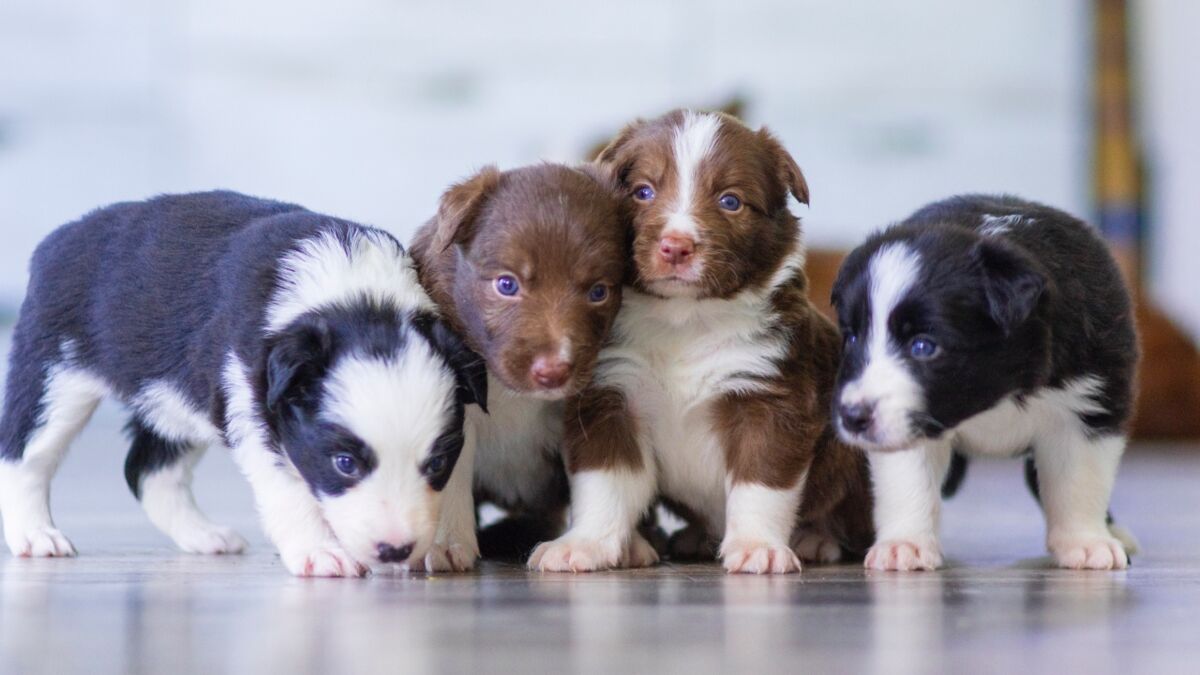 Shock as four unwanted puppies were dumped over his garden wall