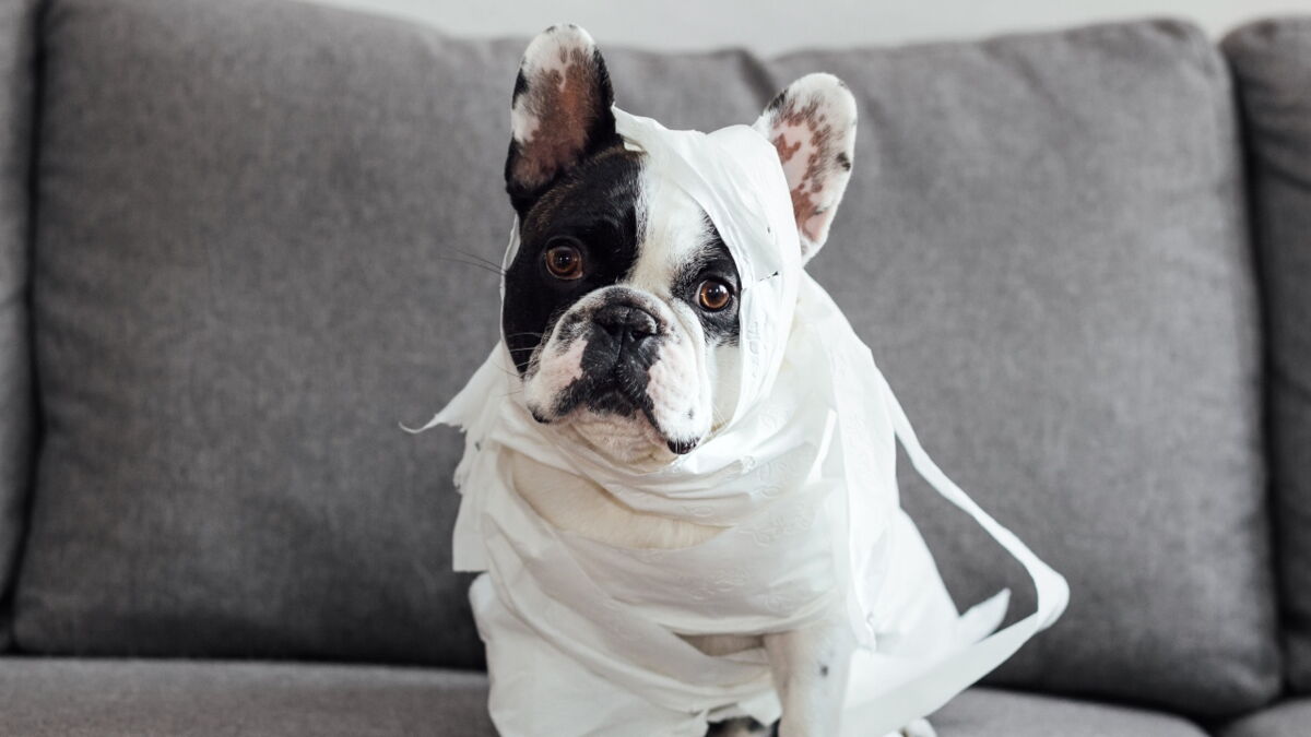 A dog with bleeding sores and ‘in agony’ from pain was dumped by a