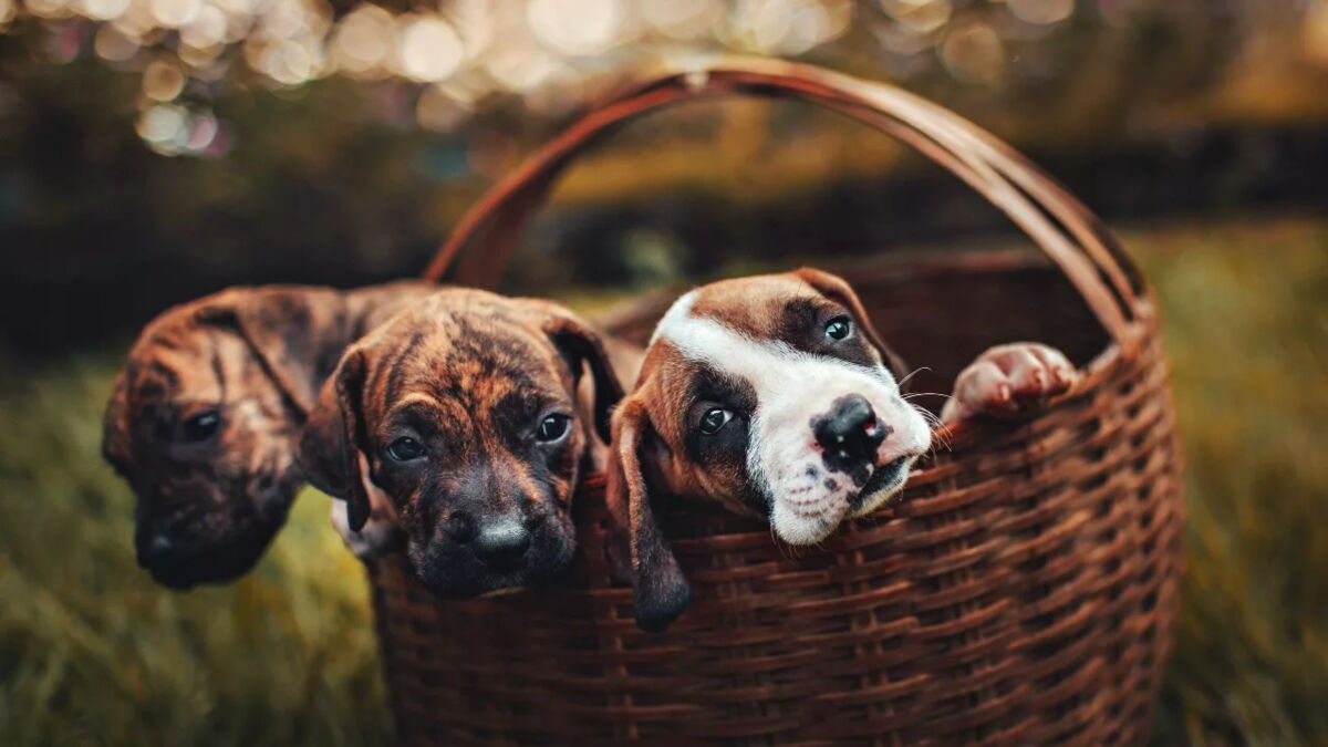 Image showcasing Three weeks-old puppies were found worm-ridden and abandoned on the streets