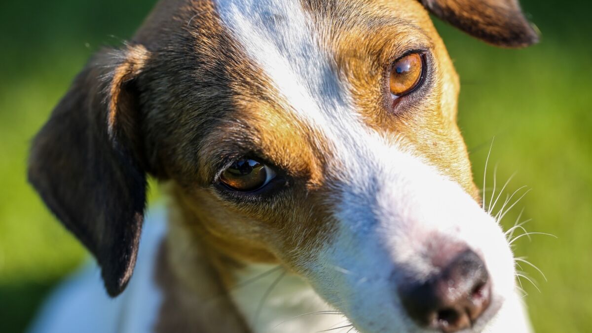 Heartbreak as a dog was discarded in a pillowcase together with 'soiled ...