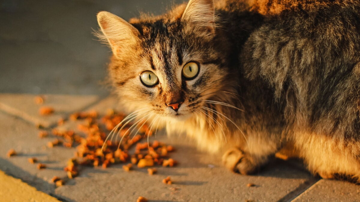 These cat foods are being recalled over safety concerns