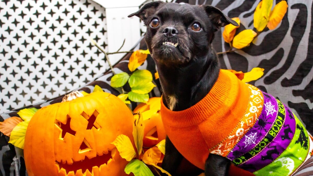 Halloween Is A Dangerous Day For Your Pet, Here's How To Keep Them Safe