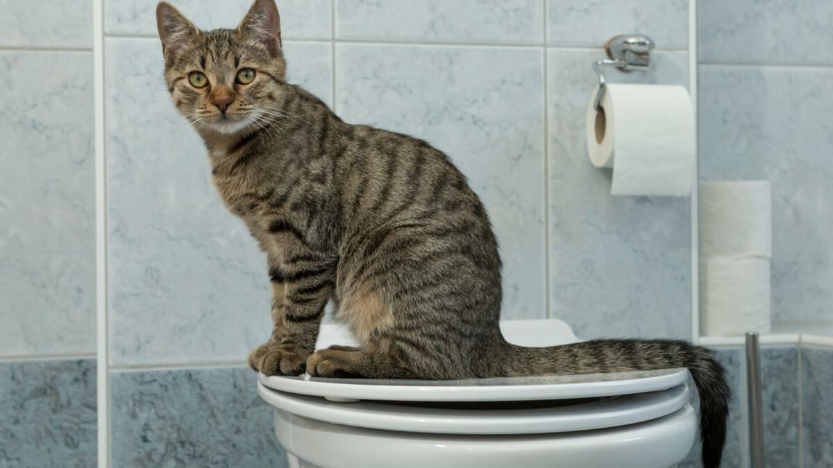Can You Flush Cat Poop Down The Toilet?