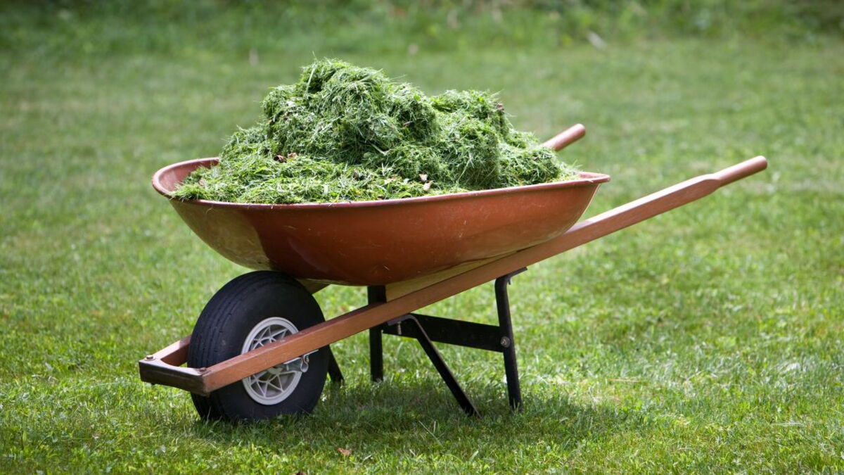 This is why you Shouldn't Throw Away Your Grass Clippings