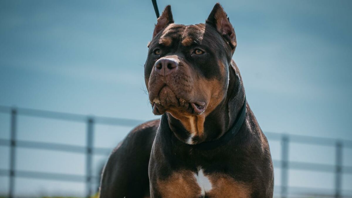 NOT DANGEROUS! THE GIANT XL AMERICAN BULLY DOG 