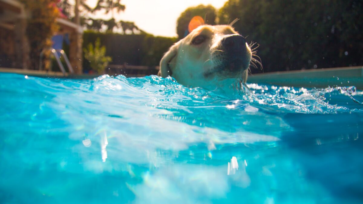 An Unexpected Saviour Comes to the Rescue of Dog Who Can’t Swim (VIDEO)