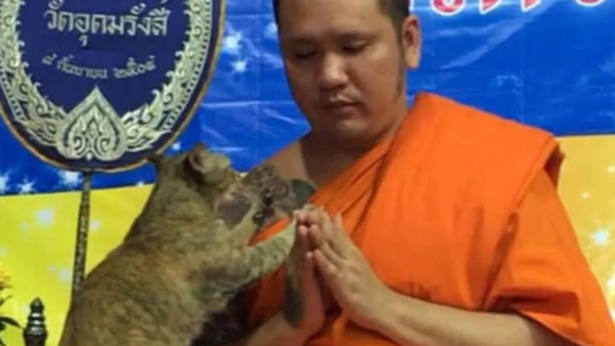 This Adorable Cat Interrupted a Monk During Prayer, His Reaction Is ...