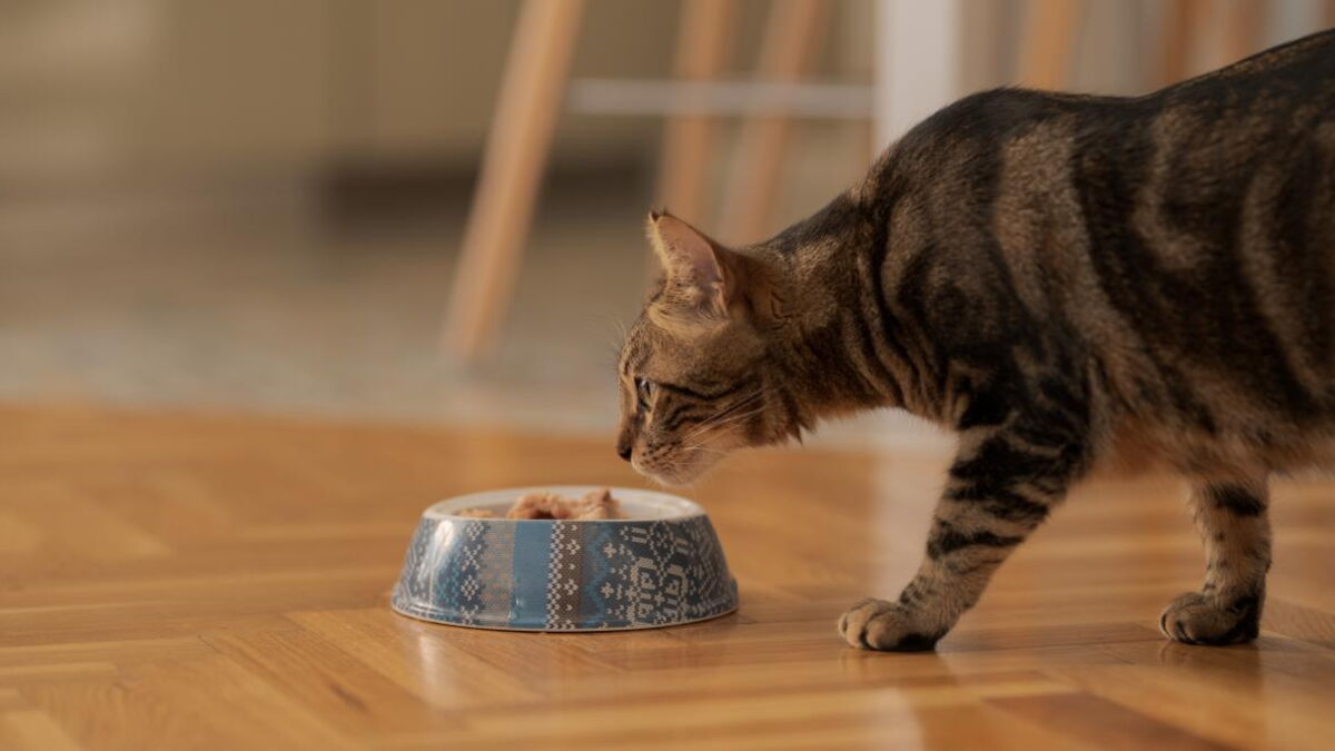 This Is Why Feeding Your Cat Tuna Could Be More Dangerous Than You Think
