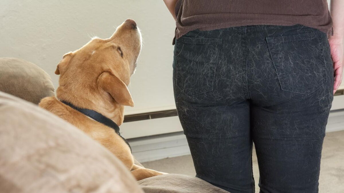 3 Simple Tips To Get Pet Hair Off Your Clothes, Floor And Furniture
