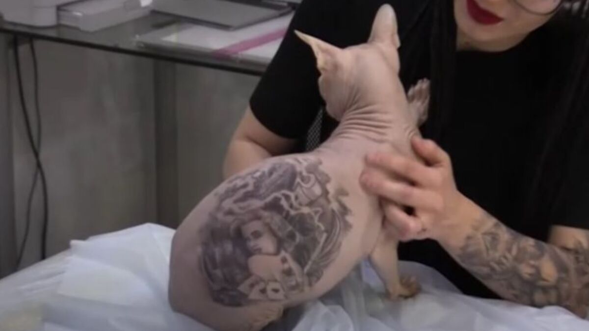 108 Tattoo Studio  Demon cat by leviticustattooist           108tattoostudio tattooarnhem tattooartist 