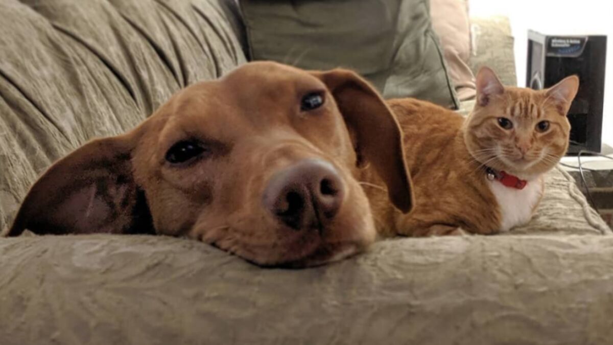 While the Humans Are Away, This Cat Helps Her Puppy Pal Feel Loved