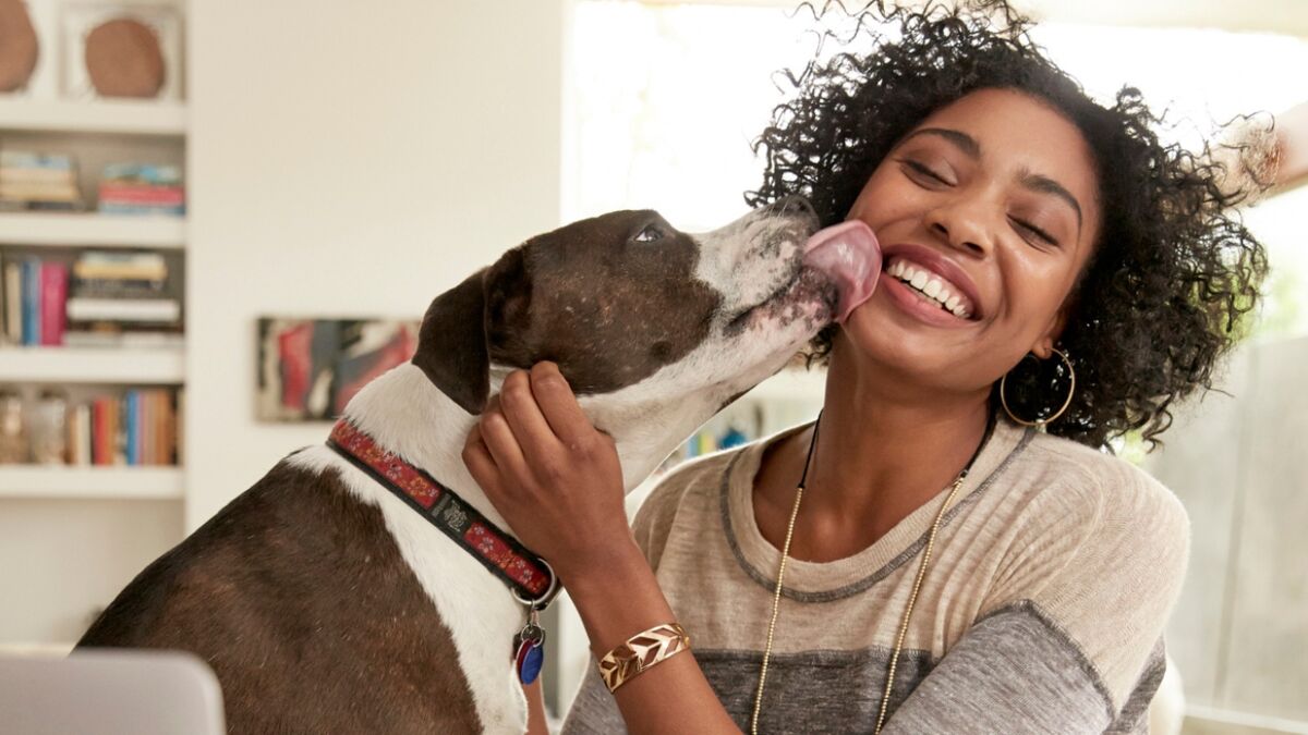 The dangerous reason why you should never let your dog lick your face