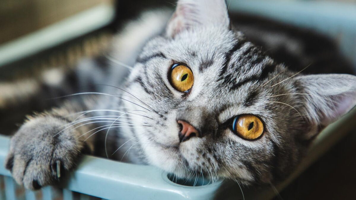 Meow Talk is a revolutionary new app that translates your cat's meows!
