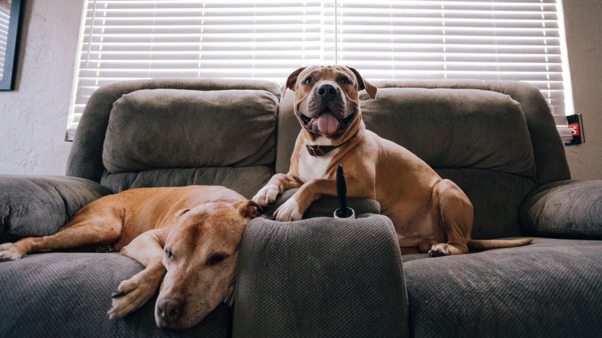 Tips for leaving your dog home alone