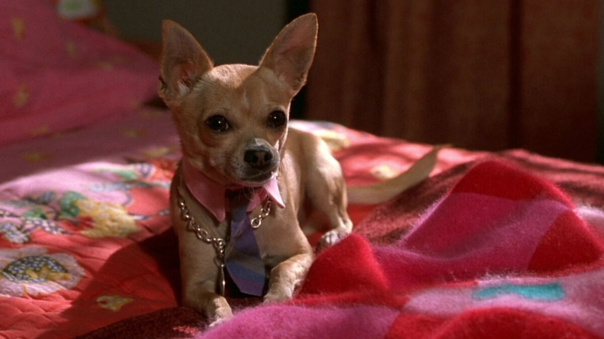 Zodiac Here are the dog breeds that best suit you based on your sign