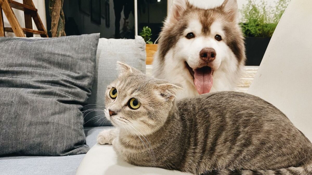 Woman reveals how she got infectious parasite and bacteria from her pet