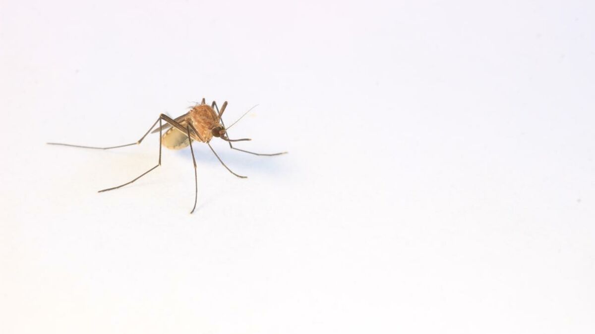 the-best-tips-to-protect-yourself-from-mosquitoes-according-to-science