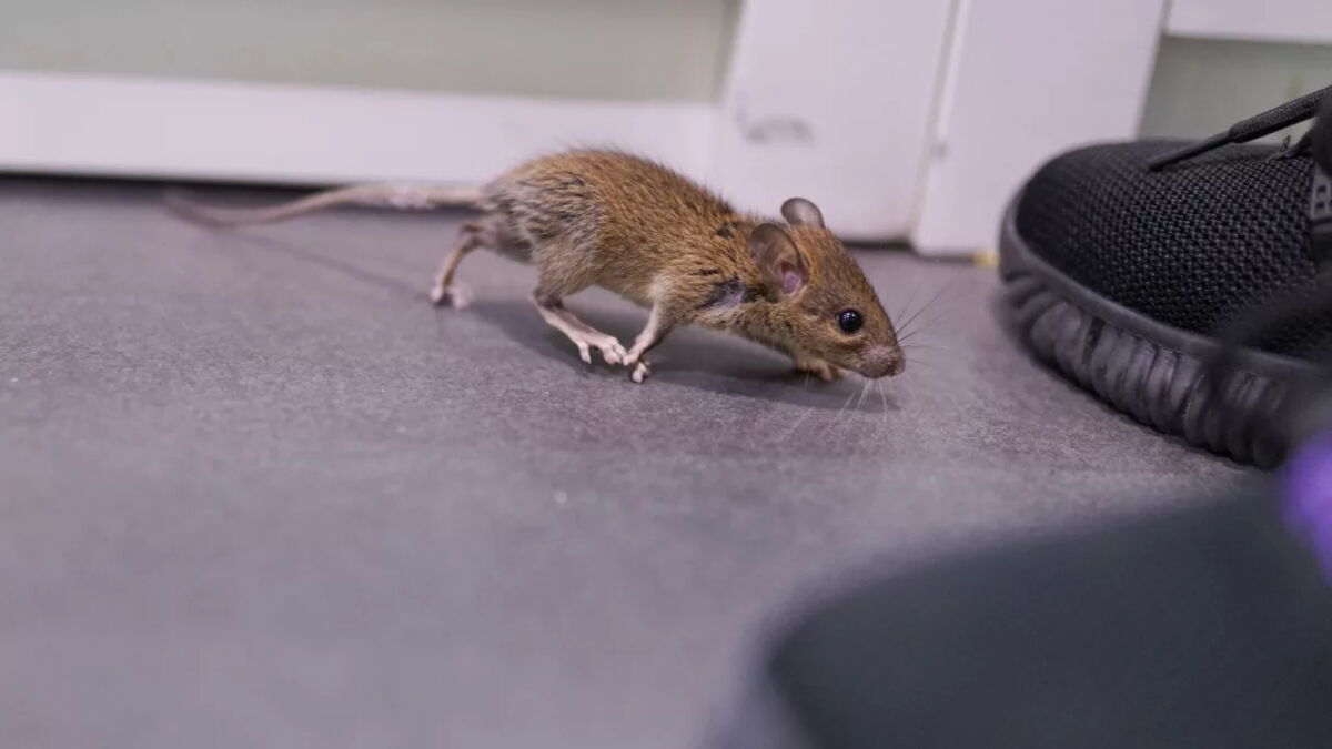 New breed of 'super rodents' could endanger human health, according to ...
