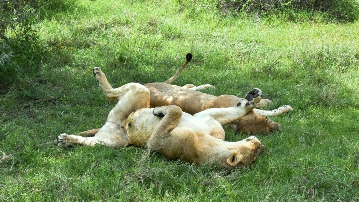 The Spectacular Moment a Circus Lion is Freed After Spending Years in a ...