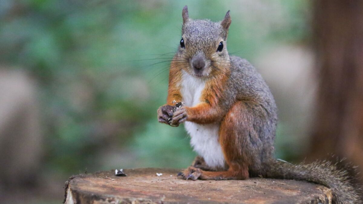 A man took a photo of a squirrel, but one detail had him really worried