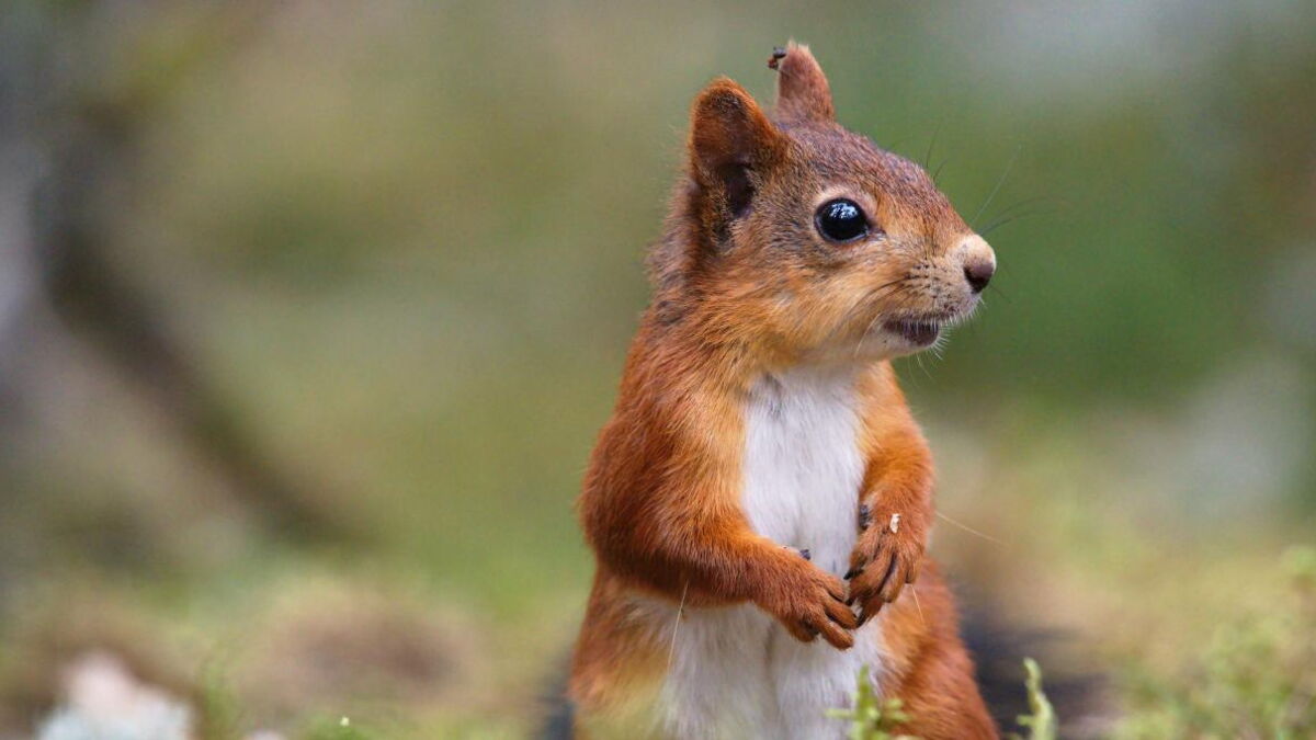 Watch As Squirrel Gets Drunk From Eating Too Many Fermented Apples