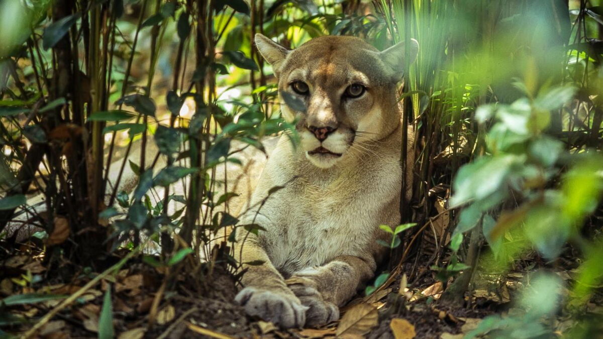 A brave motorist discovered a wild puma roaming the British countryside