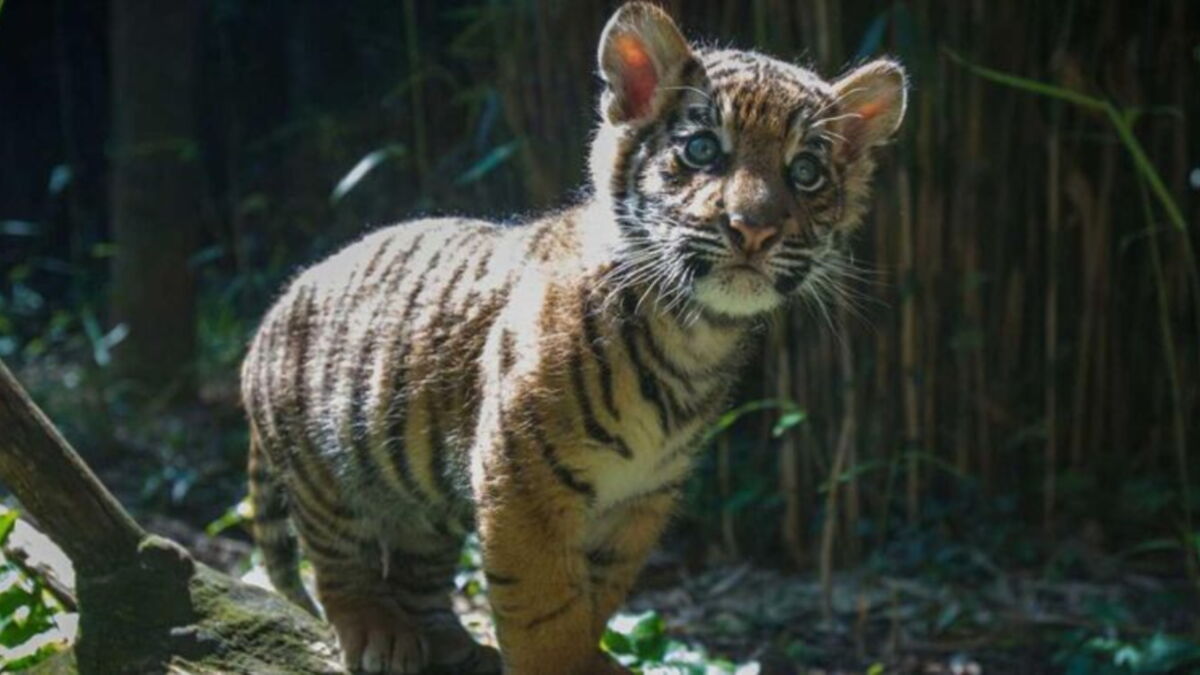 This Poor Tiger Cub Was Rejected By His Own Mother For A Heartbreaking