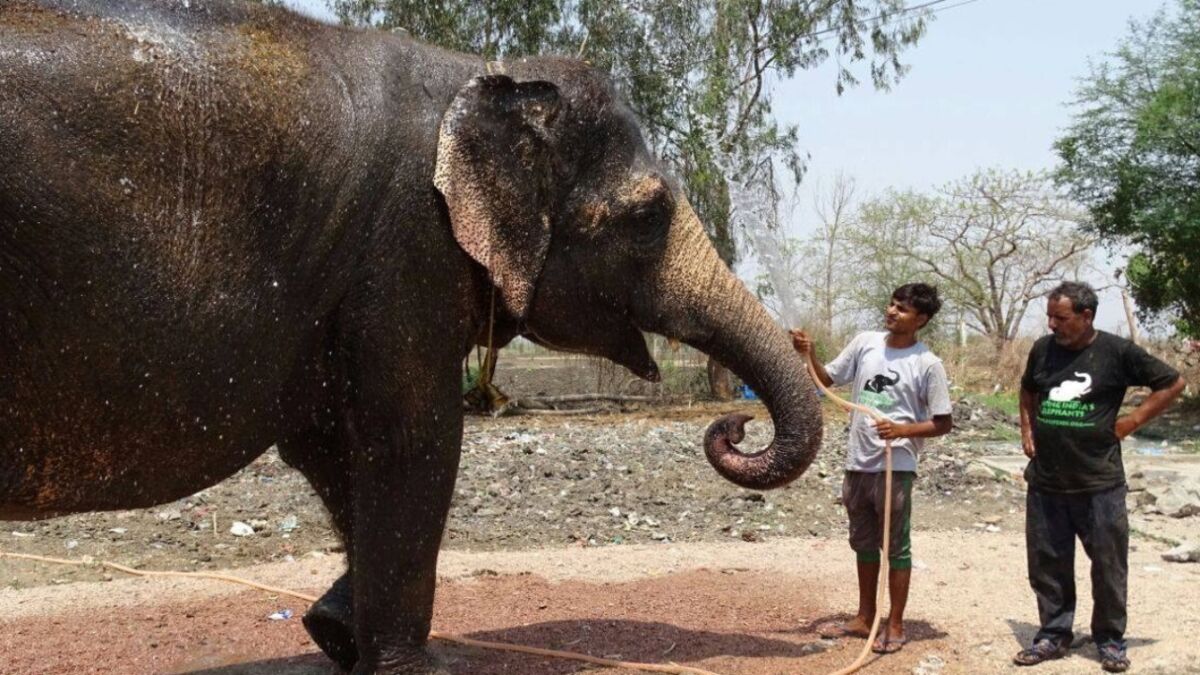 This circus elephant was finally saved after 53 years of abuse